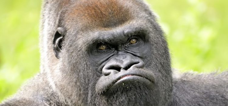 Hoe je zoogdierenbrein discussies zinloos maakt